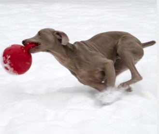 Jolly Pet Mini Tug n Toss Interactive Ball Dog Toy, 4", Red