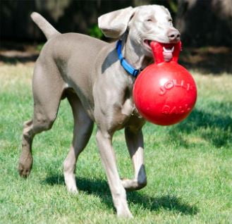 Jolly Pet Mini Tug n Toss Interactive Ball Dog Toy, 4", Red