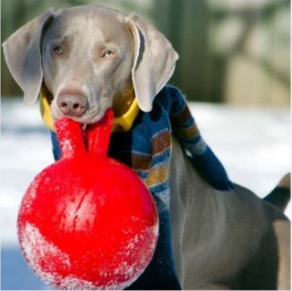 Jolly Pets Tug-N-Toss 6 inch Red Rubber Ball with Handle Chew Toy for