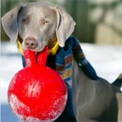 Jolly Pet Mini Tug n Toss Interactive Ball Dog Toy, 4", Red